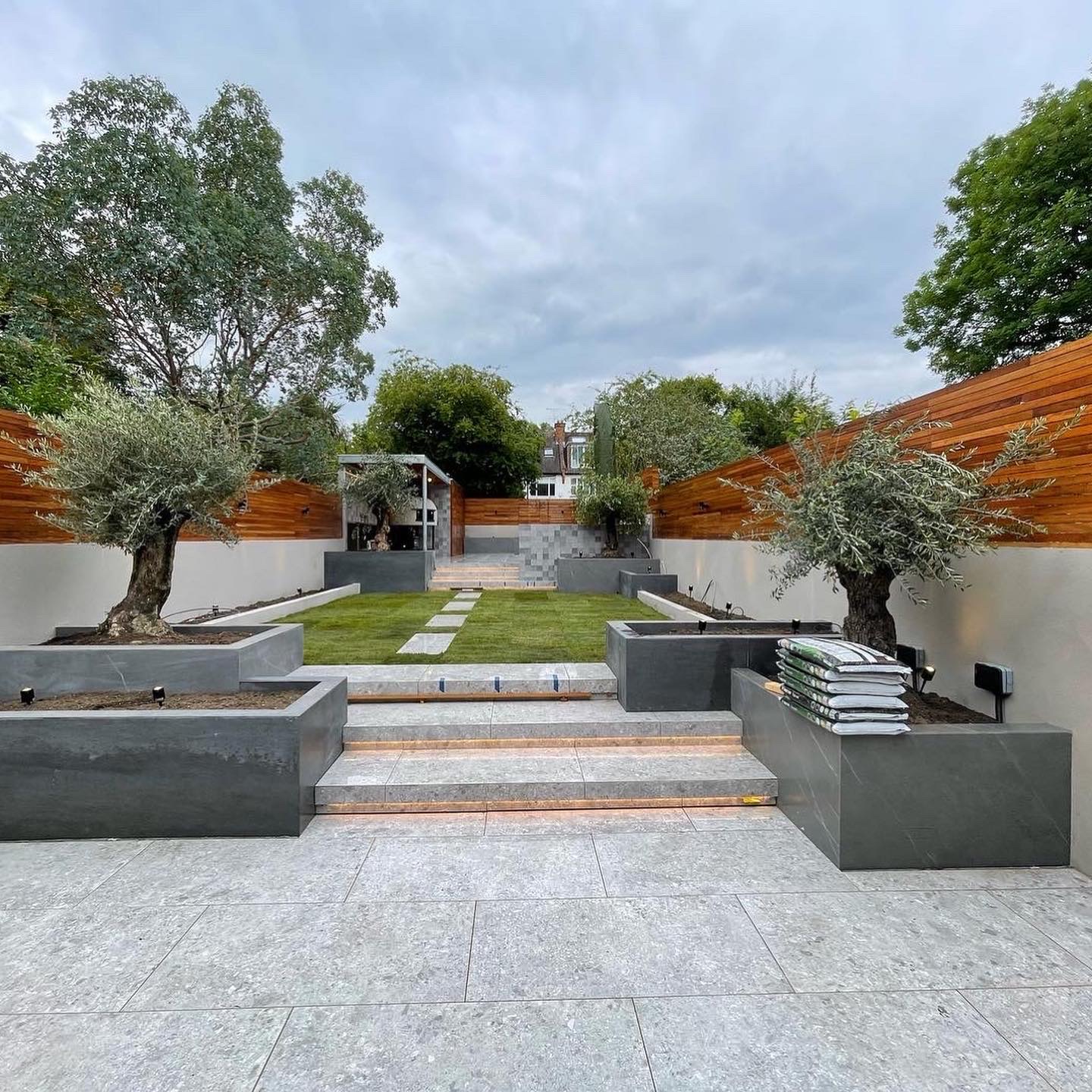 Maida Vale garden olive trees and planting